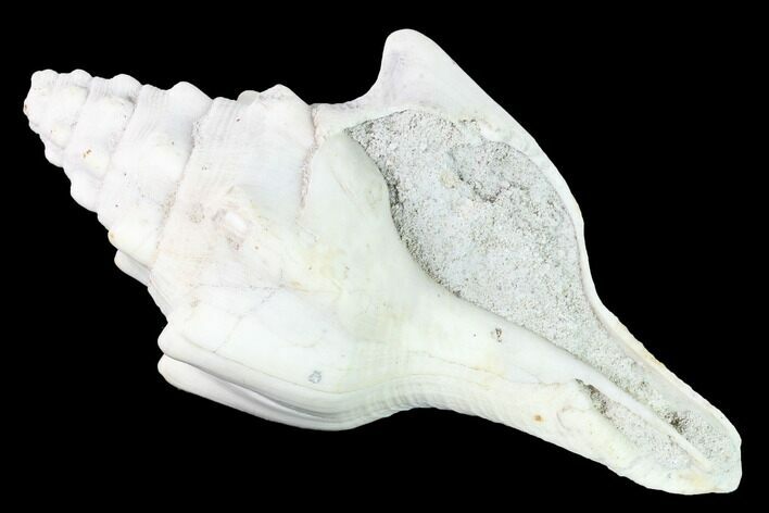 Pliocene Gastropod (Triplofusus) Fossil - Florida #146163